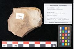 Foto (Objekt + Etikett) von Quercus palaeoilex Ettingshausen (NHMW-GEO-2024-0188-0825)